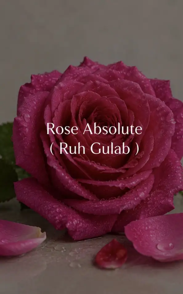 Buy Ruh Gulab (Rosa damascena) online — 100% pure natural from Kannauj