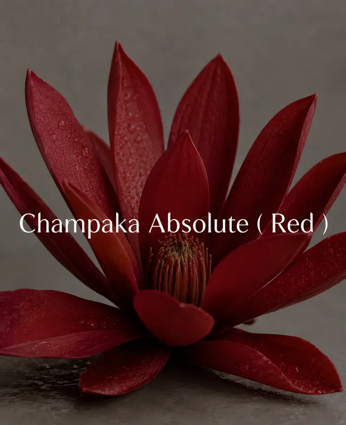 Champaca Absolute (Red)