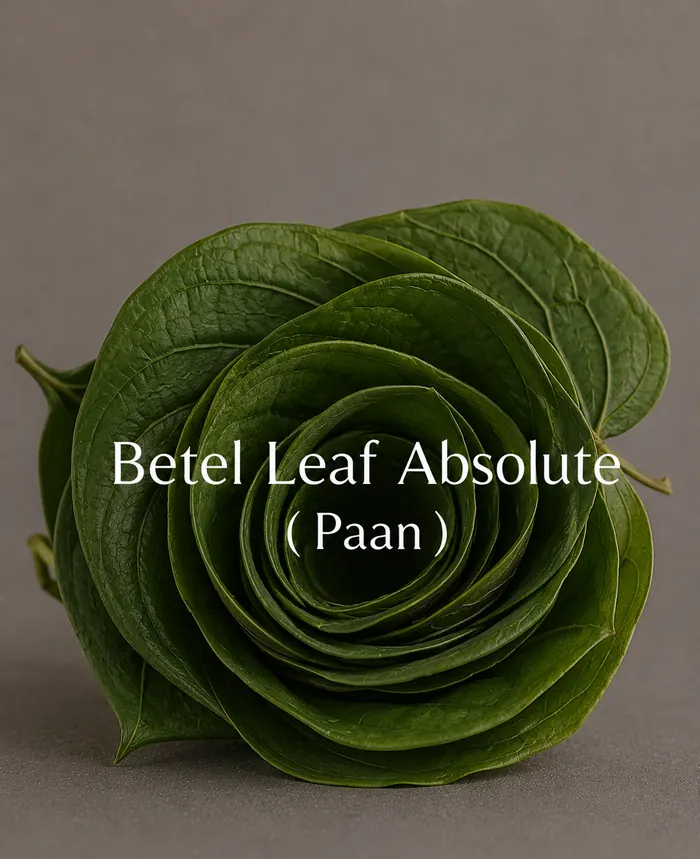 Betel Leaf Absolute