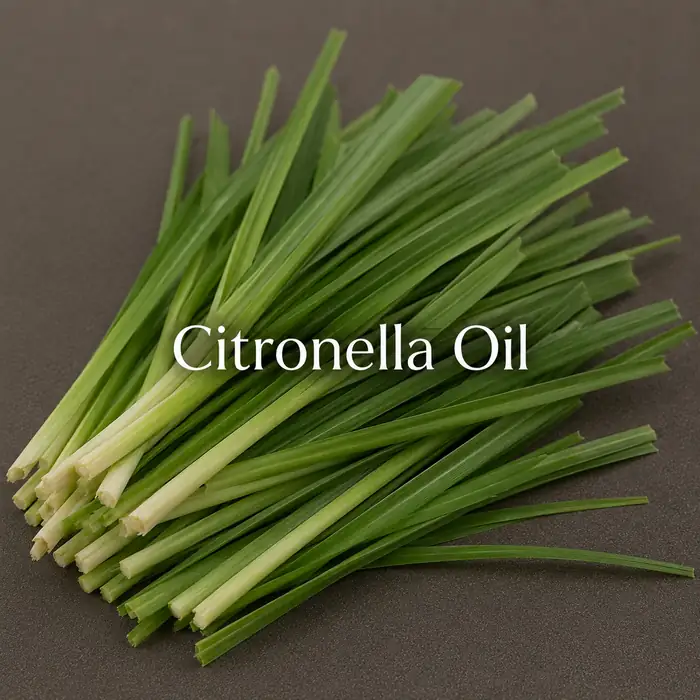 Buy Citronella (Cymbopogon winterianus) online — 100% pure natural absolute / oil from House of Absolutes KA, Kannauj