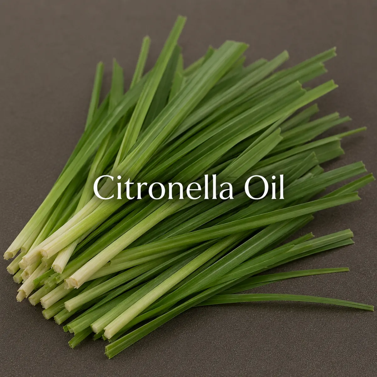 Buy Citronella (Cymbopogon winterianus) online — pure natural oil from House of Absolutes KA, Kannauj