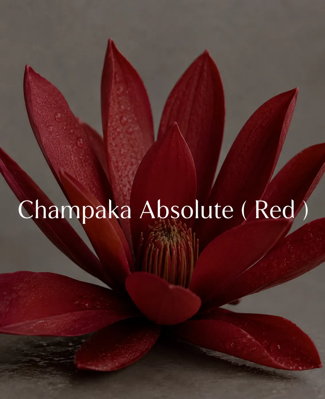 Buy Champaca Absolute (Red) (Michelia champaca) online — pure natural oil from House of Absolutes KA, Kannauj
