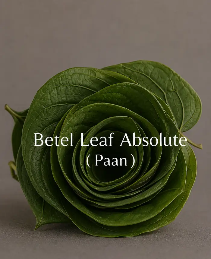 Buy Betel Leaf Absolute (Piper betle) online — 100% pure natural absolute / oil from House of Absolutes KA, Kannauj