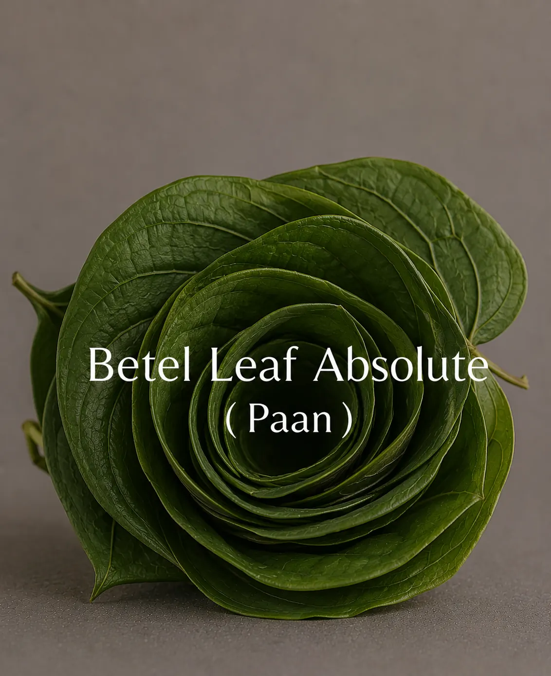 Buy Betel Leaf Absolute (Piper betle) online — pure natural oil from House of Absolutes KA, Kannauj