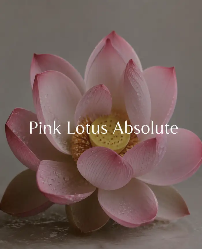 Buy Pink Lotus Absolute (Nelumbo nucifera var. rosea) online — 100% pure natural from Kannauj