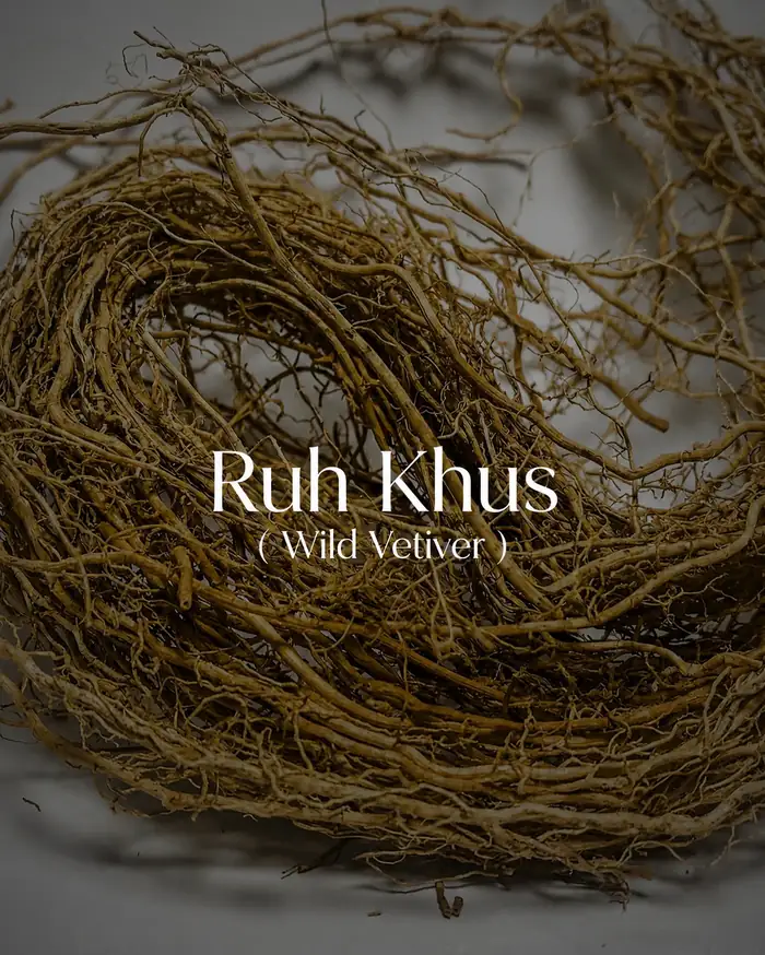 Buy Ruh Khus (Wild Vetiver) (Vetiveria zizanioides) online — 100% pure natural from Kannauj