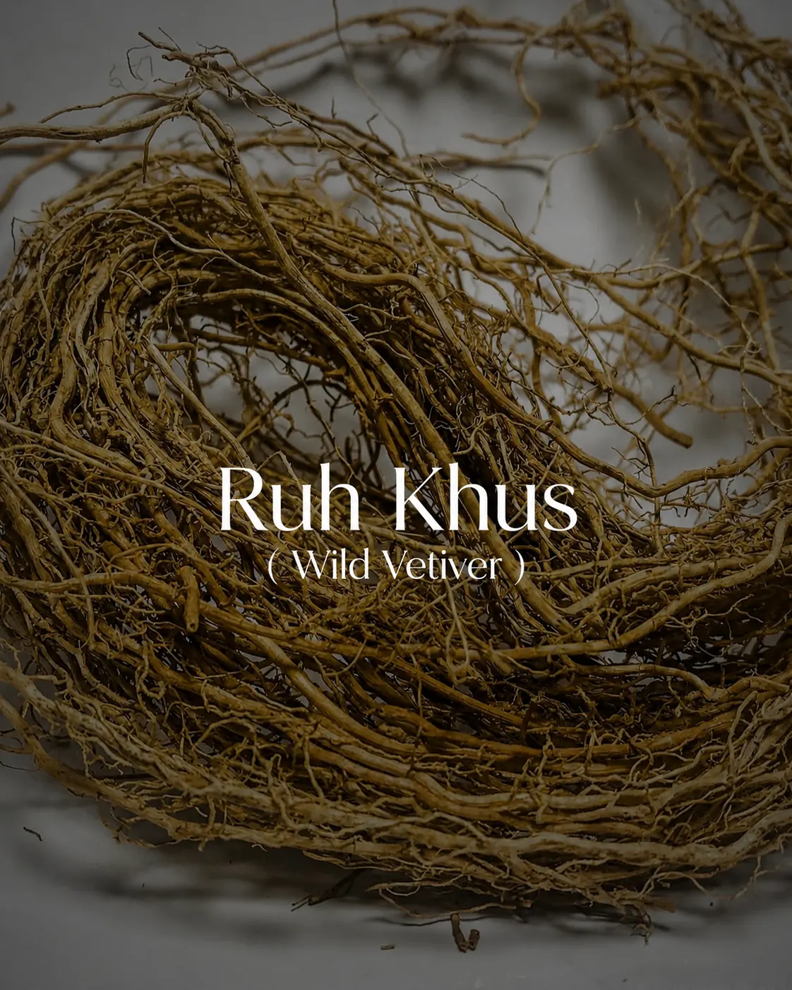 Buy Ruh Khus (Wild Vetiver) (Vetiveria zizanioides) online — pure natural oil from House of Absolutes KA, Kannauj