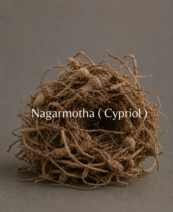 Nagarmotha (Cypriol)