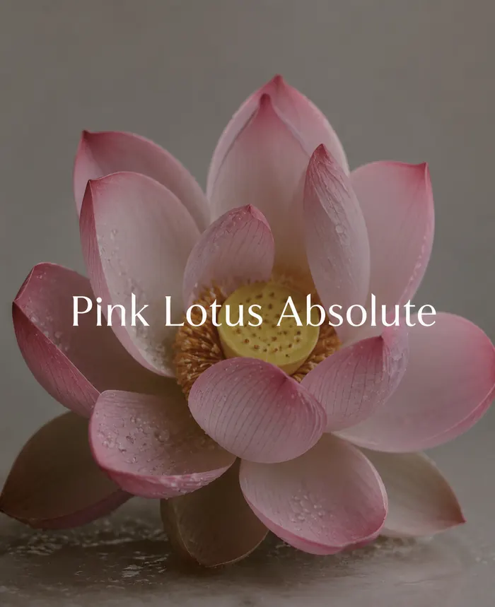 Pink Lotus Absolute