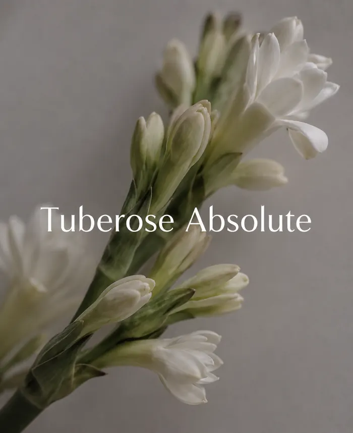 Tuberose Absolute