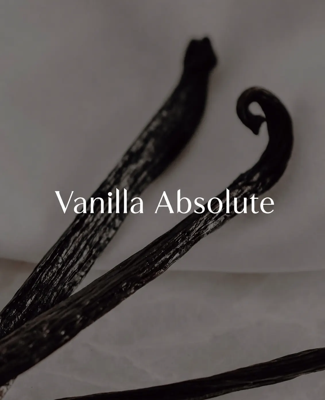 Buy Vanilla Absolute (Vanilla planifolia) online — pure natural oil from House of Absolutes KA, Kannauj
