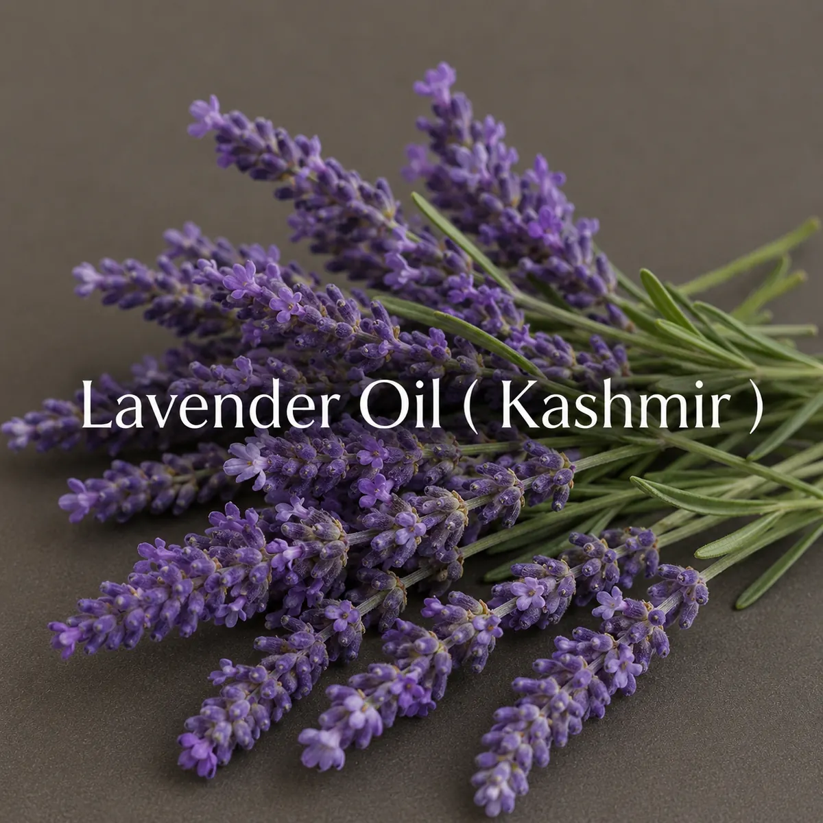 Buy Lavender Oil (Kashmir) (Lavandula angustifolia) online — pure natural oil from House of Absolutes KA, Kannauj